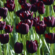 tulipe tardive -queen of the night